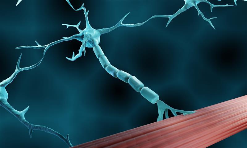 Disfunções Neuromusculares